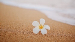 Blume von Hawaii
