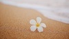 Blume von Hawaii