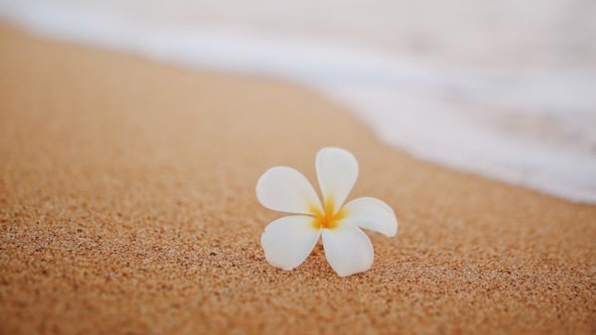 Blume von Hawaii