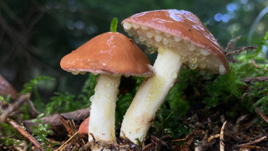 Pilze