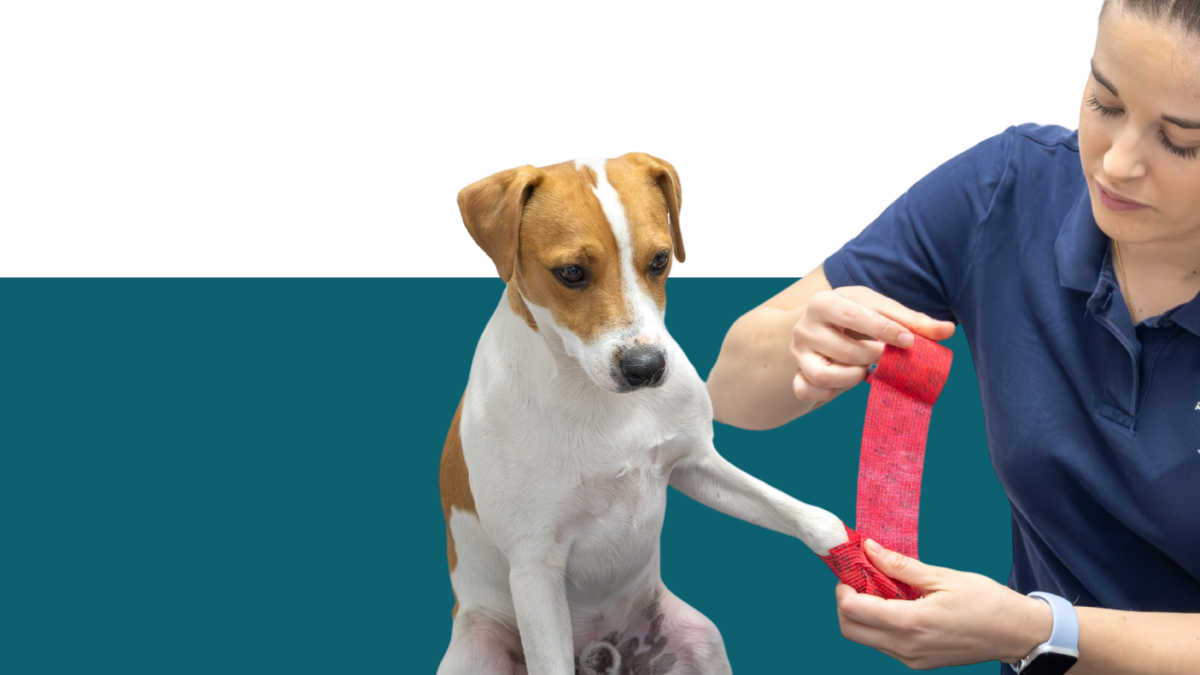 kostenloser Erste-Hilfe-Crashkurs für Hunde und Katzenbesitzer am Tag der offenen Tür | Tierarztpraxis Hamburg Wandsbek
