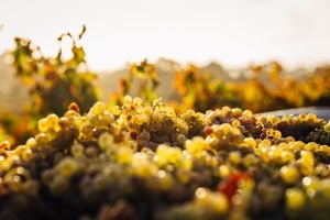 WinterWalk - winterliche Stadtführung mit Weintasting