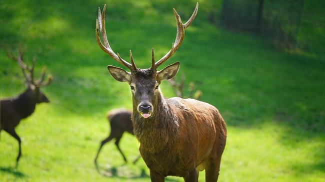 Führung zur Brunft im Wildpark Schwarze Berge