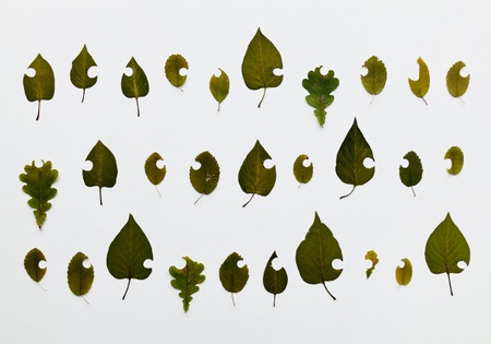 "think of a path, think of a trace, think of a leaf". Natur erkunden mit Maike Denker