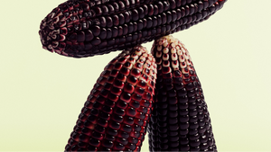 Plectrum Musicum – Friedliche Übernahme: Italienische Klangkultur trifft auf deutsche Satzkunst | zamus: early music festival 2026