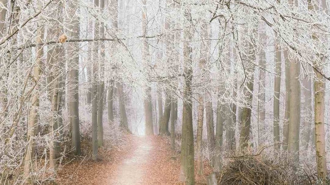 Waldbaden: Wenn die Seele Freiraum braucht