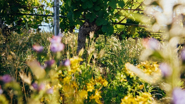 WEINBAR IM WEINGUT DR. HEGER