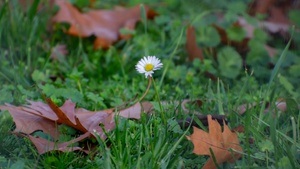 Herbstsammel-Spaziergang