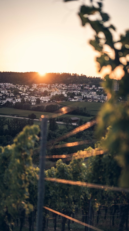 Stuttgarter Aussichtsweinberg