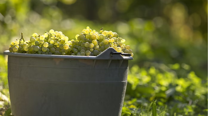 Grauburgunder Tasting