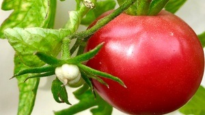 Junges Gemüse - Ernährung, die wirkt