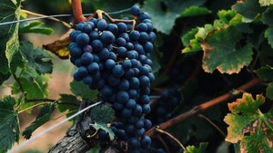 Erlenbacher Weinfest