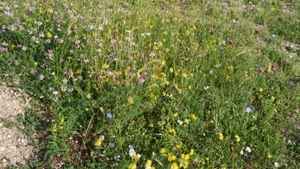Blütenpracht & Kräuterwissen - Wildkräuterführung im Sommer