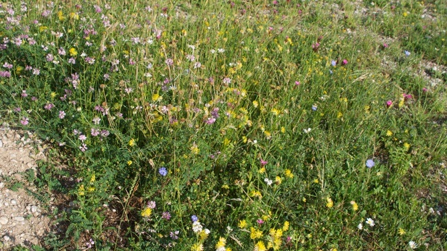 Blütenpracht & Kräuterwissen - Wildkräuterführung im Sommer