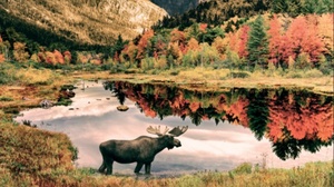 Pascal Violo – Live-Reportage: KANADA & ALASKA - Into the Wild