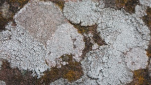 Flechten entdecken