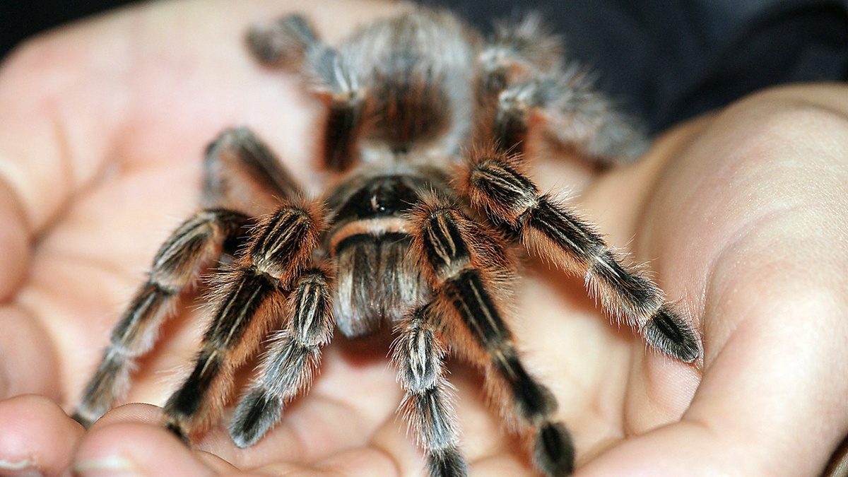 Spinnen\u002D und Insekten Ausstellung