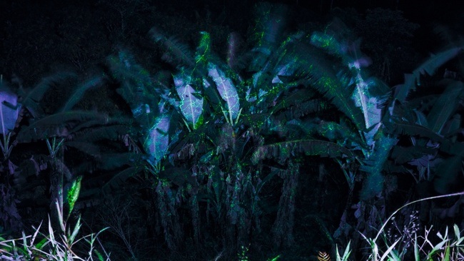 Isadora Romero . Notes on How to Build a Forest . After Nature Prize 25