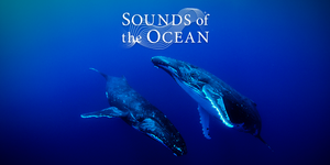 Sounds of the Ocean - An Immersive Live Experience