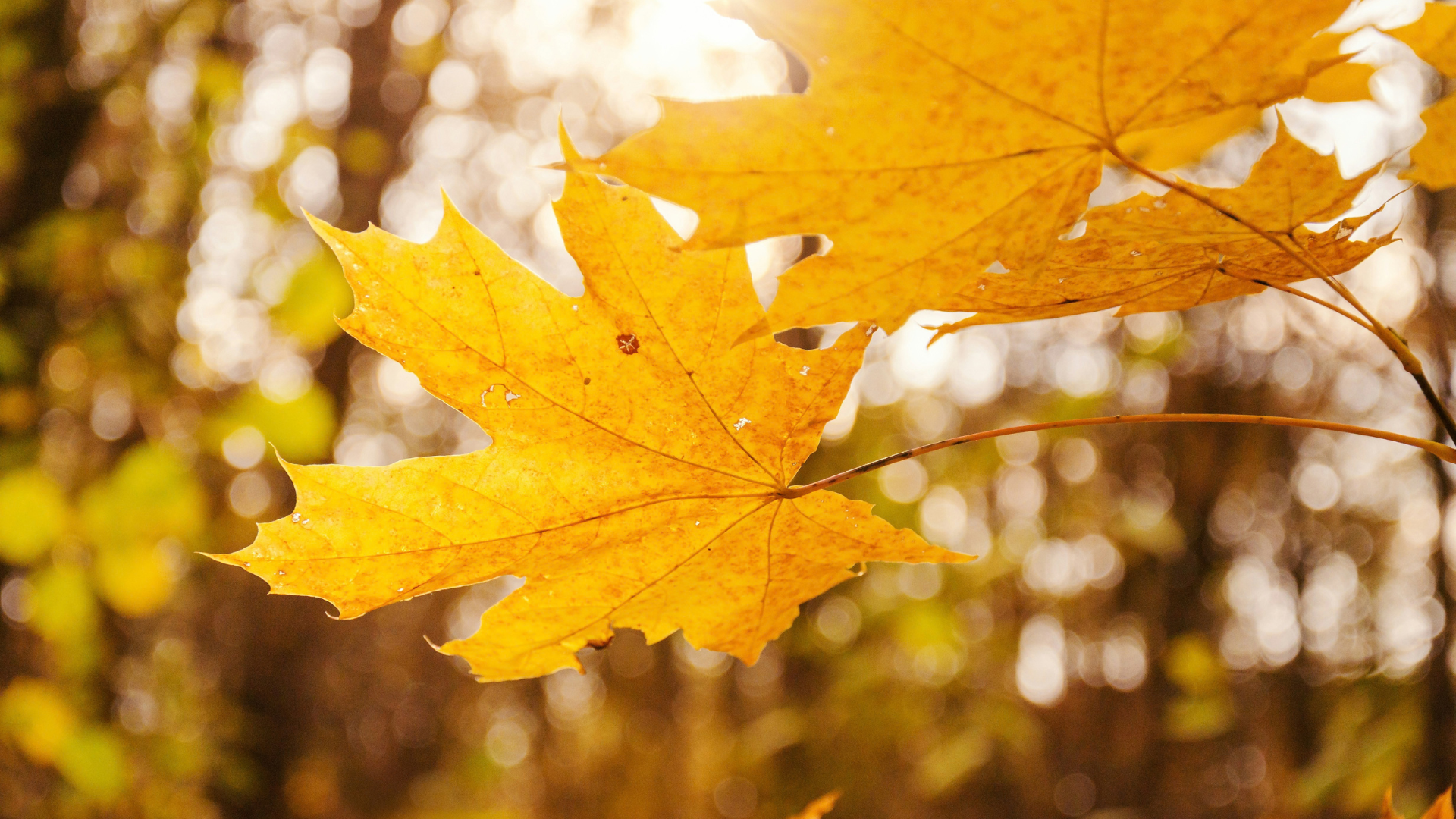 What's happening in Stuttgart in November 2026?