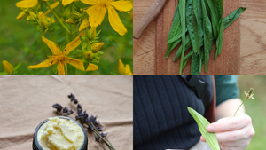 Sommerliche Hausapotheke - Wilde Helfer aus der Natur