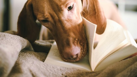 Lesespaß mit Hund Emil - Leseförderung ganz ohne Druck