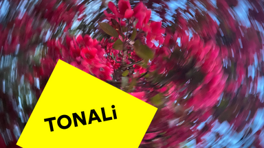 Vom Ursprung und anderen Sprüngen — Quartierskonzert TONALi Festival 2026