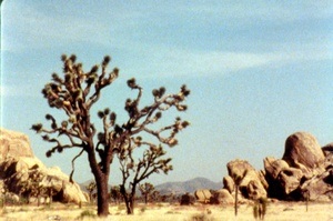 Animal, Mineral,  Vegetable – Natur und Nichtmenschliches im Film - The Sky on Location (Babette Mangolte,  USA 1982)