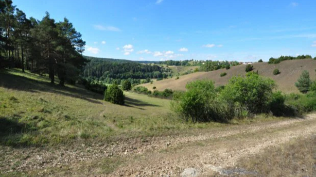 Von der Heilkraft der Pflanzen im Sommer – Kräuterwanderung im Labertal