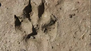 Familientour: Der Stadtwildnis auf der Spur