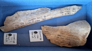 Die Zukunft lesen. Zum Deuten von Zeichen