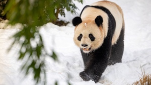 Advents- und Weihnachtstouren im Zoo Berlin