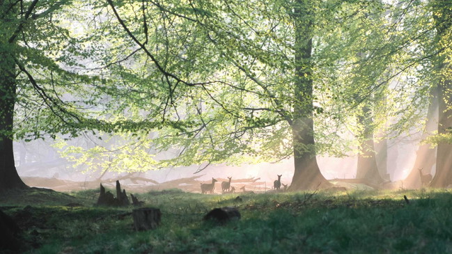Das grüne Wunder - Unser Wald