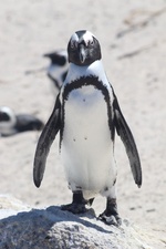 Der Pinguin meines Lebens