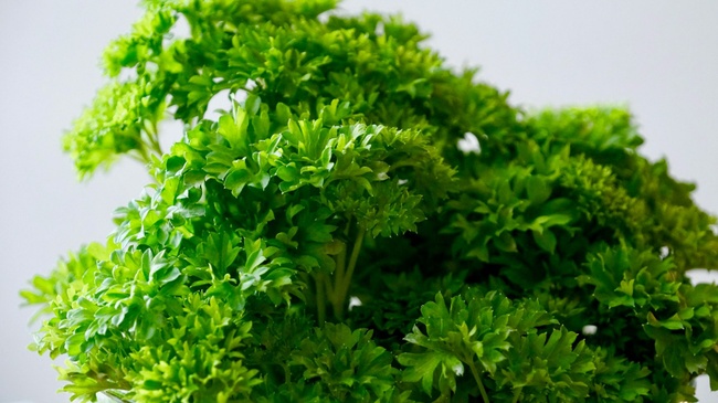 Grüne Soße Festival