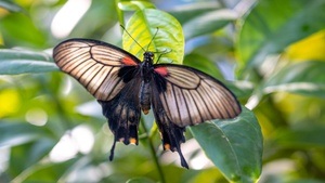 Tropische Schmetterlinge - Familienaktion