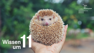 Wissen um 11: Was glückliche Igel mit gesunden Kindern zu tun haben