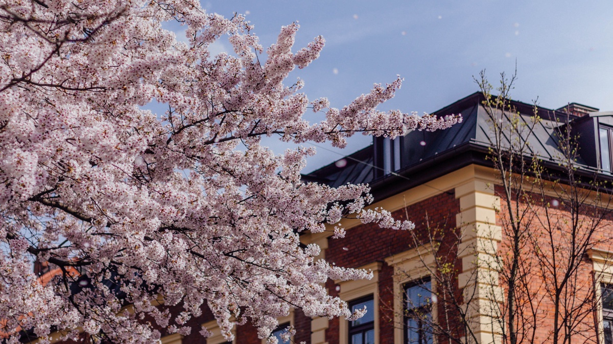 Stadtteilzentrum rote Nelke