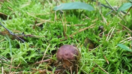 Pilzkundliche Wanderung