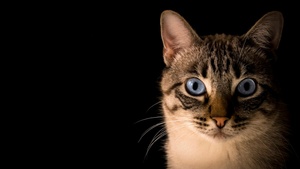 Die Katze Eleonore