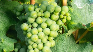 Tasting: Prickelnde Weihnachten