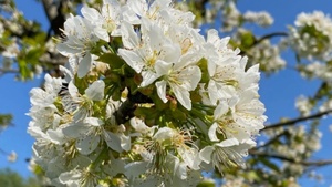 Mittwochstreff: Frühling häkeln – Blumen, Blätter und gute Laune