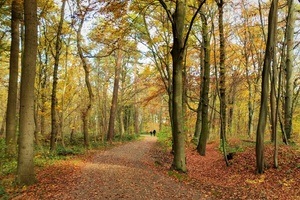 Wald im Klimawandel – Hannovers Stadtwald