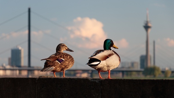 What's happening in May? - Events in Düsseldorf