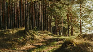 Waldspaziergang im Freiburger Stadtwald