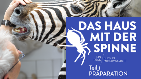 DAS HAUS MIT DER SPINNE - Teil 1: Präparation