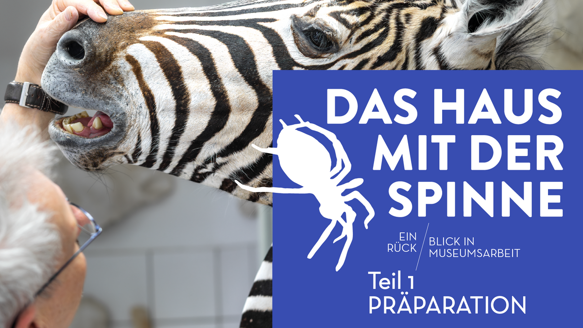 DAS HAUS MIT DER SPINNE - Teil 1: Präparation