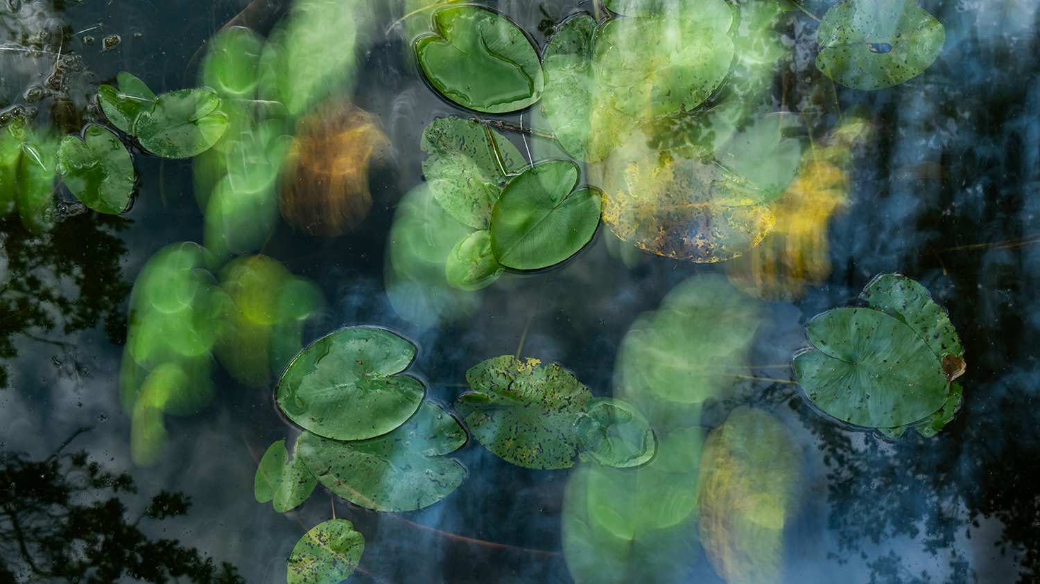 Fotoausstellung "Natur im Licht", Fotografin Anne Marquard