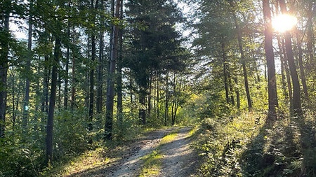 WaldLichtung