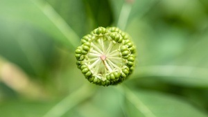 The Greening of the Earth (in English)